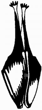 Motiv Fledermausstempel Hufeisennase